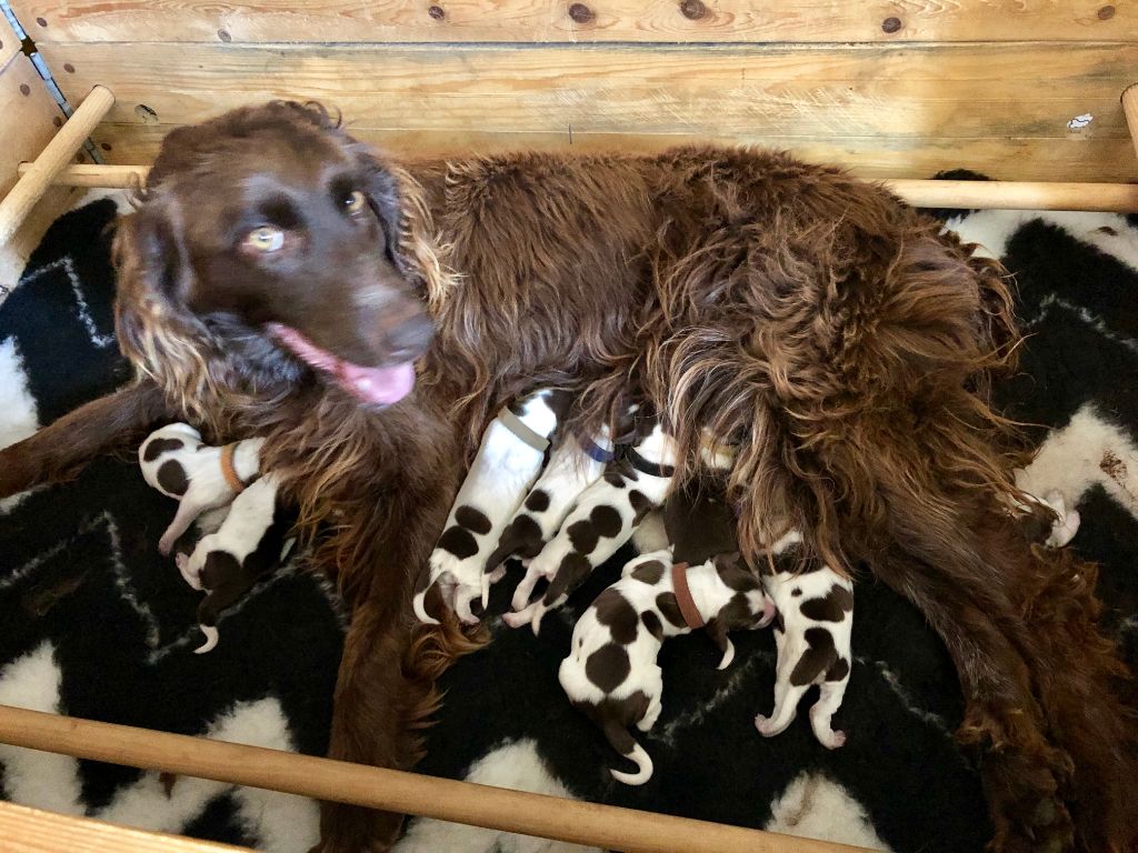 Chiot Epagneul de Saint Usuge Des Plaines D'Artemis