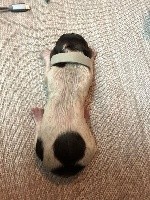 CHIOT