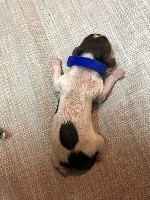CHIOT