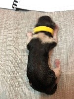 CHIOT