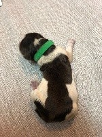 CHIOT