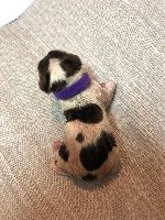 CHIOT