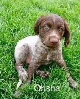 ORISHA