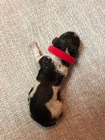 CHIOT