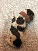 CHIOT