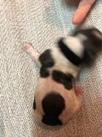 CHIOT