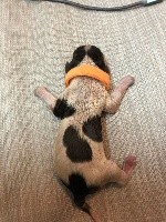 CHIOT